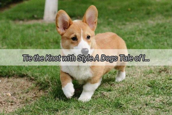 Tie the Knot with Style A Dogs Tale of Iron Leash Adventure